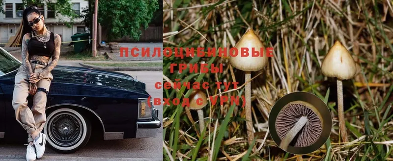 Галлюциногенные грибы Magic Shrooms  Верхняя Салда 